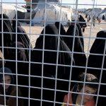 US thwarted near-catastrophic prison break of 6,000 ISIS fighters in Syria