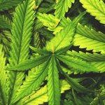 Tilray just showed how fast a policy trade can cool off