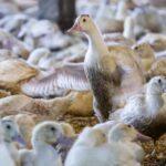 In Washington’s political cauldron, a fight over foie gras